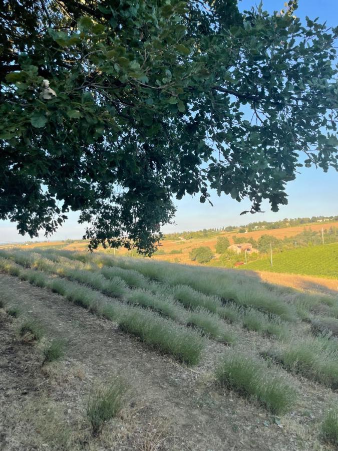 La Ca Dal Non Bioagriturismo - Alpenice Savignano sul Panaro Εξωτερικό φωτογραφία